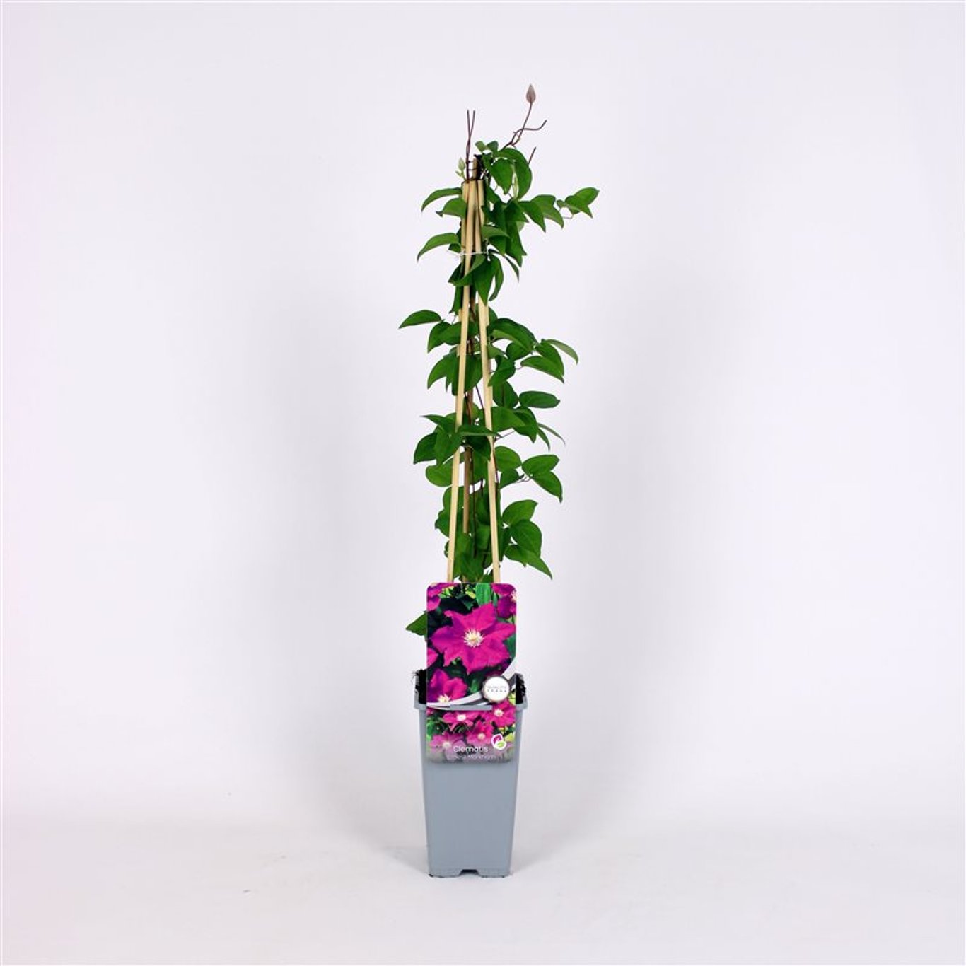 Clematis 'Ernest Markham' - C2 70/+ CM